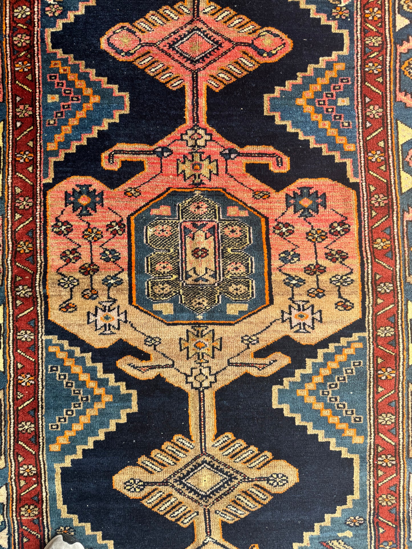 Darwin (6’6” x 4’1”)